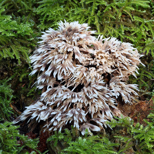 Thelephora penicillata (Pers.) Fr.