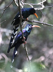 Phoeniculus purpureus angolensis