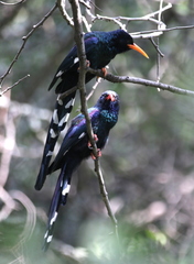 Phoeniculus purpureus angolensis