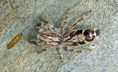 Abracadabrella elegans