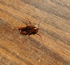 Blattella germanica