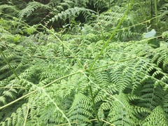 Dennstaedtia scandens