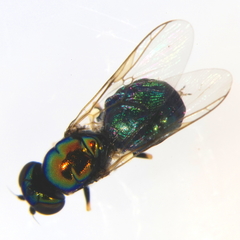 Microchrysa polita