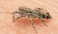 Abracadabrella elegans