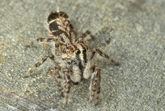 Abracadabrella elegans