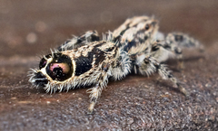 Abracadabrella elegans