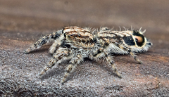 Abracadabrella elegans