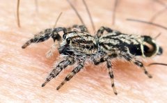 Abracadabrella elegans