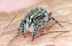 Abracadabrella elegans