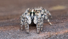 Abracadabrella elegans