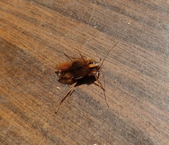 Blattella germanica