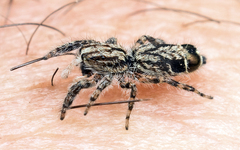 Abracadabrella elegans