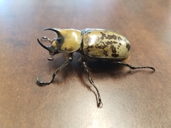 Dynastes tityus