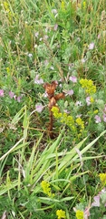 Orobanche caryophyllacea