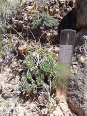 Erigeron compactus