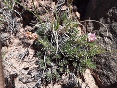 Erigeron compactus