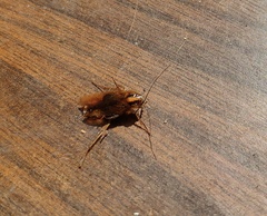 Blattella germanica