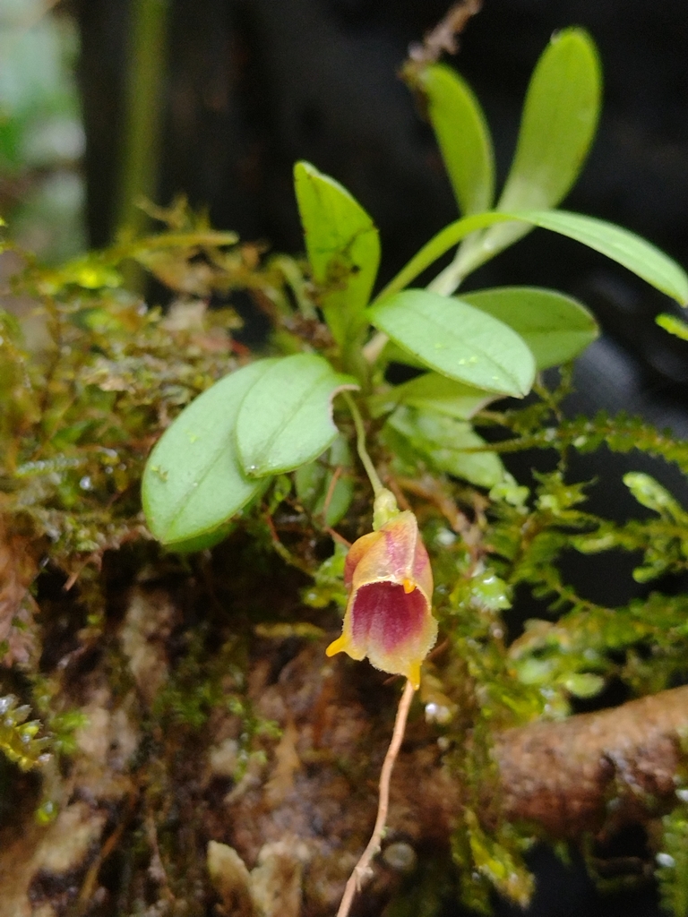Masdevallia molossus