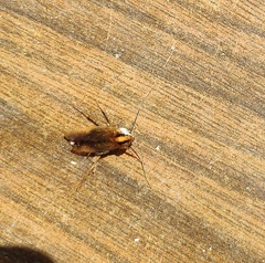 Blattella germanica