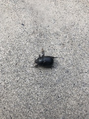 Pentodon bidens punctatus