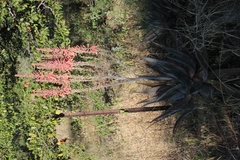 Aloe littoralis image