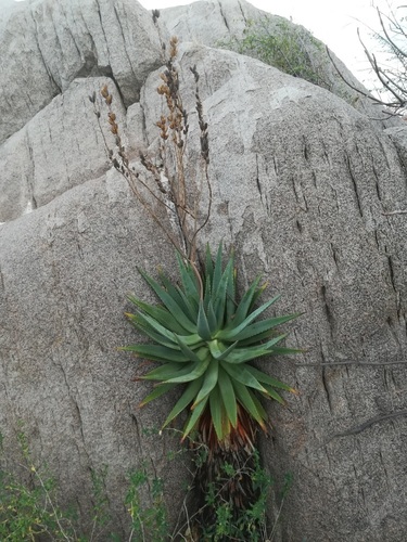 Aloe littoralis image