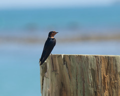 Hirundo tahitica