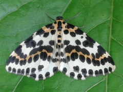 Abraxas grossulariata