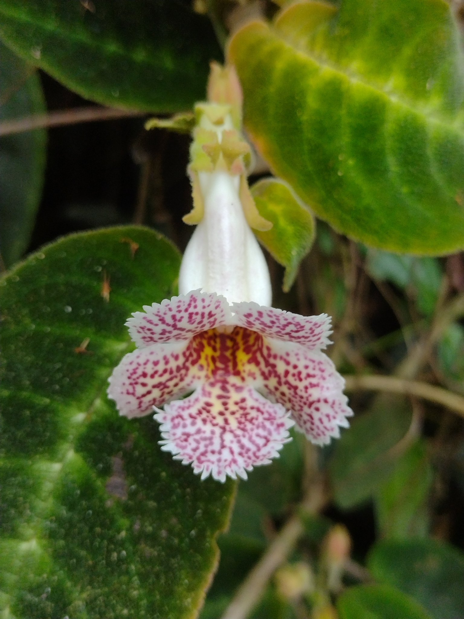 Drymonia variegata