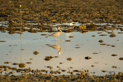 Egretta novaehollandiae