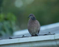 Streptopelia chinensis