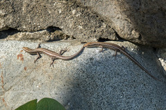 Cryptoblepharus eximius