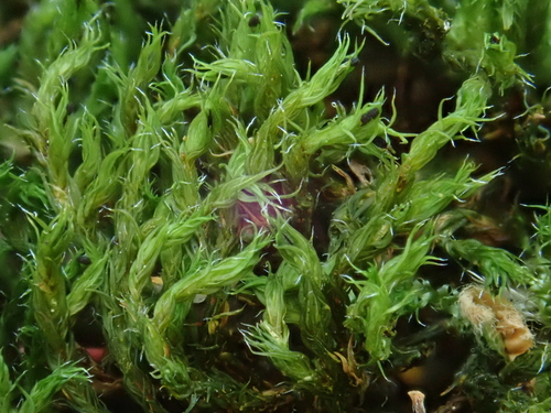 Image of Grimmia hartmanii by (c) Christian Berg, some rights reserved (CC BY)