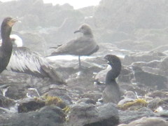 Nannopterum brasilianum