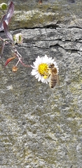 Apis mellifera
