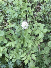 Valeriana californica