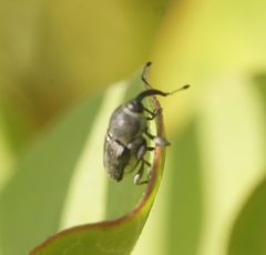 Odontocorynus