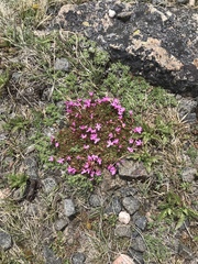 Primula angustifolia