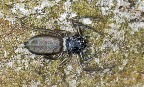 Trochanteriidae
