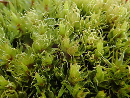 Rusty Fork-moss (Dicranum spurium)