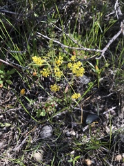 Lomatium triternatum