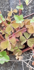 Oxalis corniculata