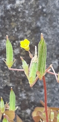 Oxalis corniculata