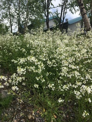 Arabidopsis arenosa arenosa