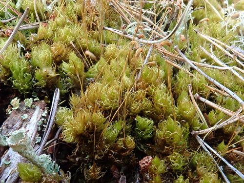 Image of Rusty Fork-Moss (Dicranum spurium) by (c) Christian Berg, some rights reserved (CC BY)