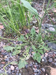 Arabidopsis arenosa arenosa