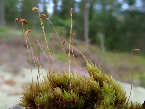 Image of Rusty Fork-Moss (Dicranum spurium) by (c) Christian Berg, some rights reserved (CC BY)