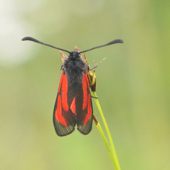 Zygaena purpuralis