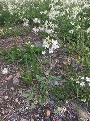 Arabidopsis arenosa arenosa