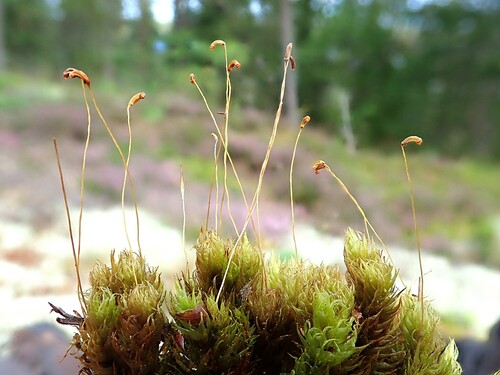 Image of Dicranum spurium by (c) Christian Berg, some rights reserved (CC BY)